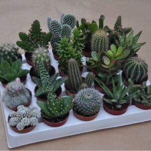 Lot de 20 plantes grasses differentes diam 5.5 cm