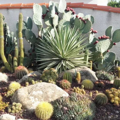 Plantation de cactus en pleine terre