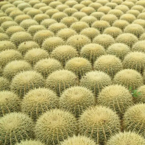 Multiplication de cactus