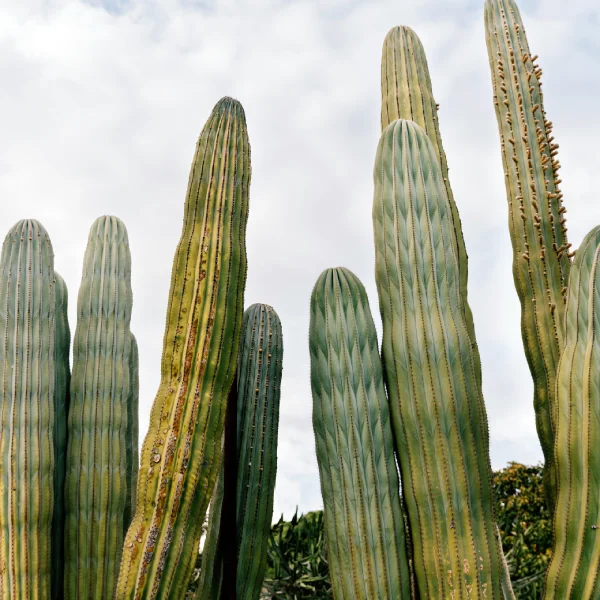 Origine du cactus : cactus en Amérique du Sud