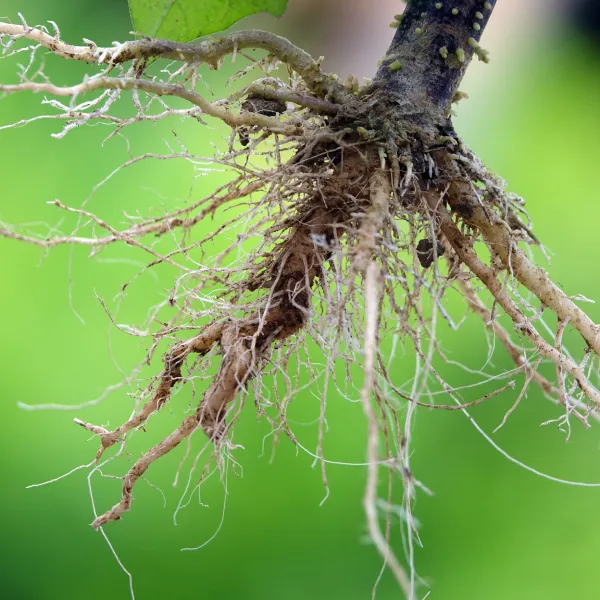 Parasites des cactées : cochenilles et poux des racines