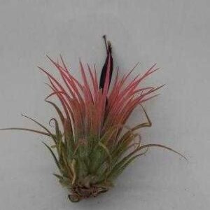 tillandsia ionantha rubra peach