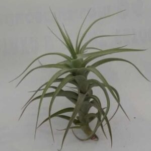tillandsia bergerii L