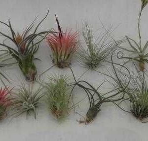 lot de 10 tillandsias taille S