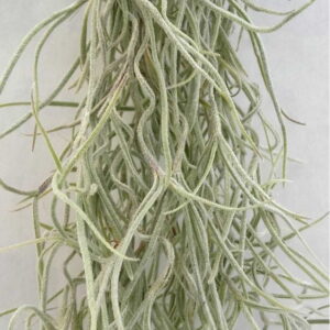 tillandsia usenoides