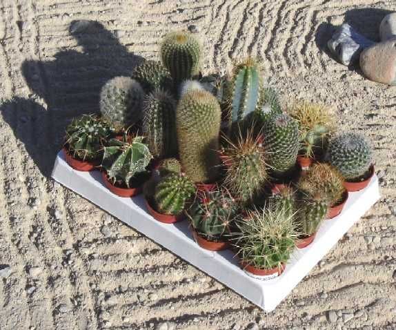 lot de 20 cactus différents diam 5.5 cm
