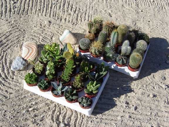 lot de 40 cactus et plantes grasses