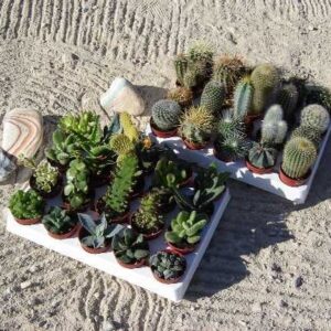 lot de 40 cactus et plantes grasses