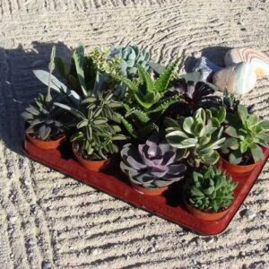 lot de 14 succulentes diam 8.5 cm