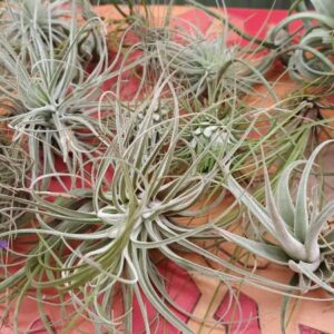 lot de 10 tillandsias taille S