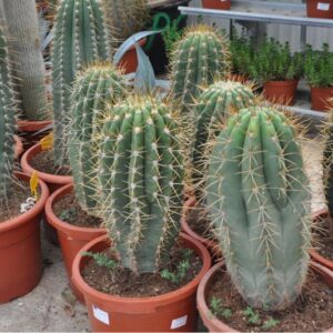 TRICHOCEREUS PASACANA
