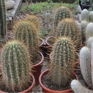 TRICHOCEREUS TERCHEKII