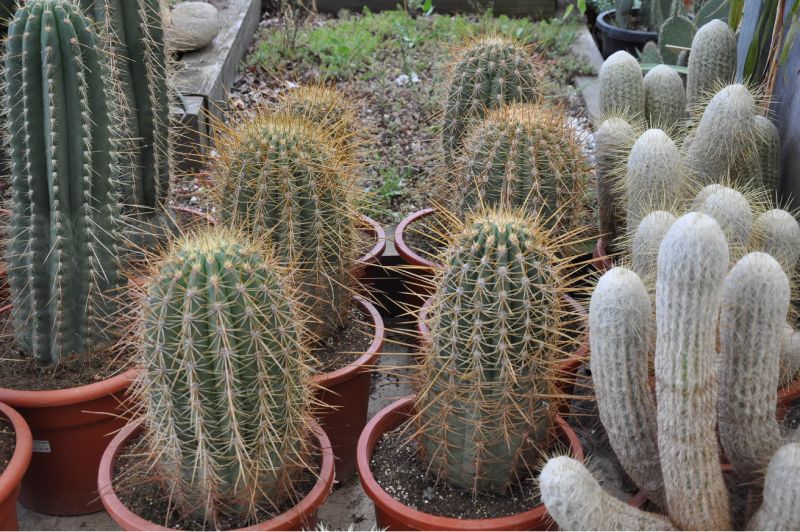 TRICHOCEREUS TERCHEKII