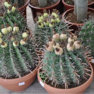 FEROCACTUS HORRIDUS 35 CM