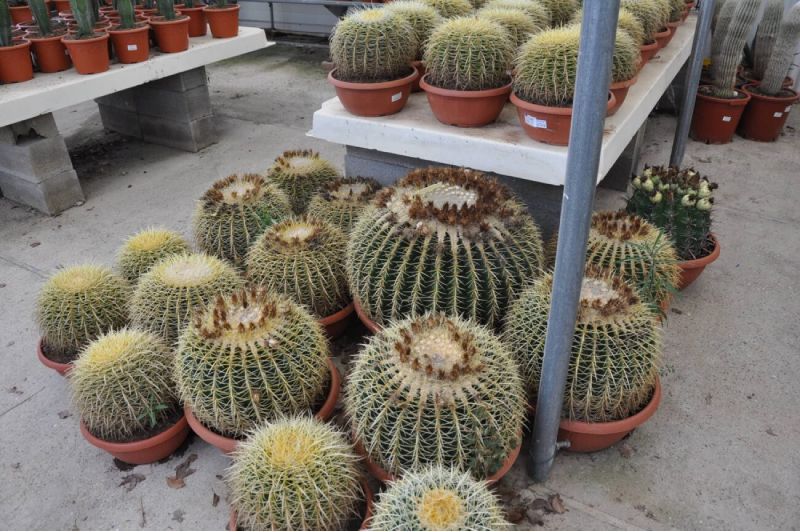 echinocactus grusonii de 35 à 60 cm