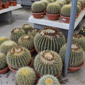 echinocactus grusonii de 35 à 60 cm