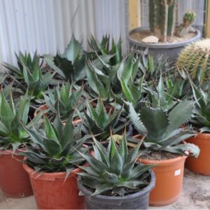 AGAVE DIAM 30 CM