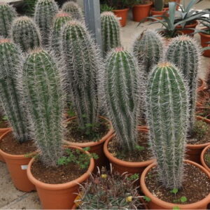 PACHYCEREUS PRINGLEI H 50 CM