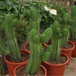 POLASKIA CHICHIPE 60 CM