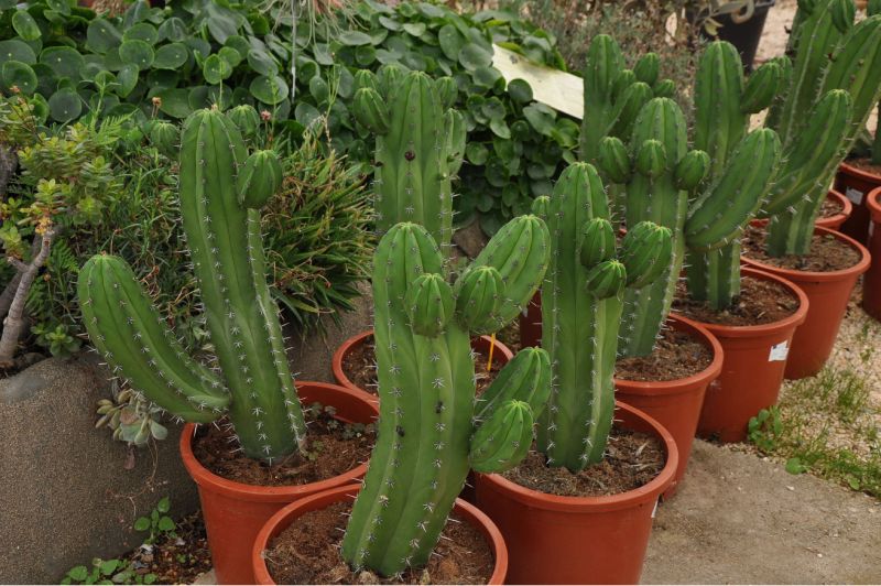 POLASKIA CHICHIPE 60 CM