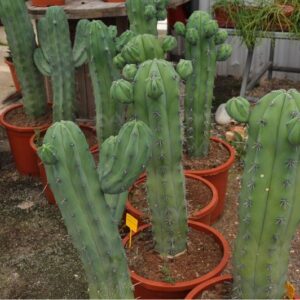 MYRTILLOCACTUS GEOMETRIZANS 60 CM