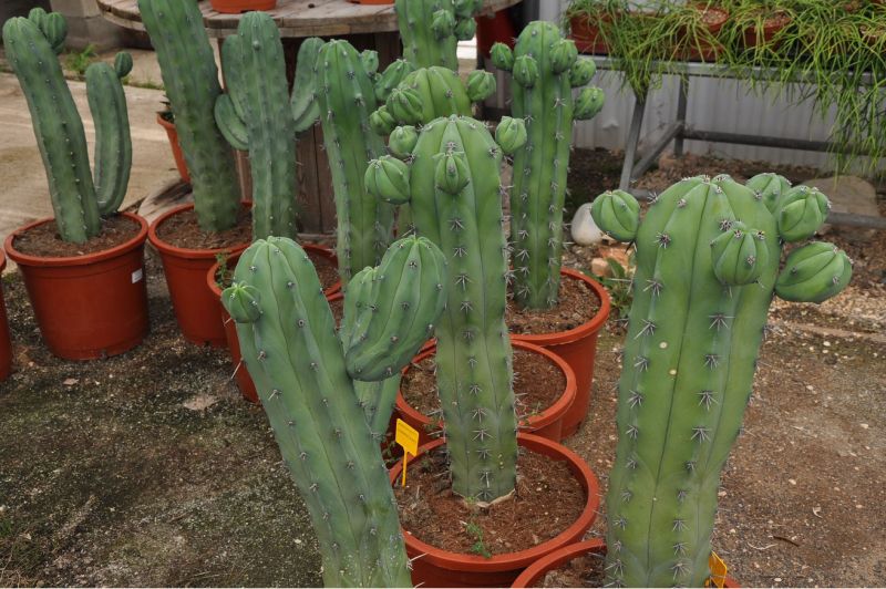 MYRTILLOCACTUS GEOMETRIZANS 60 CM
