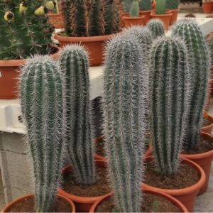 PACHYCEREUS PRINGLEI 1 M
