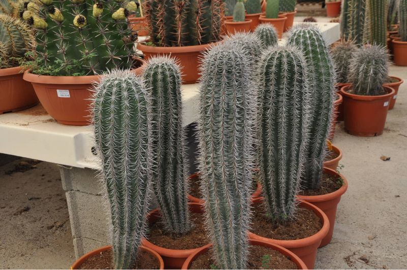 PACHYCEREUS PRINGLEI 1 M