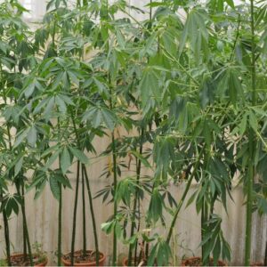 CHORIZIA SPECIOSA