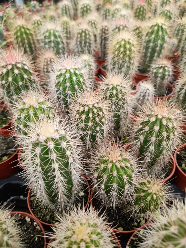 PACHYCEREUS PRINGLEI
