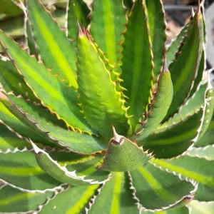Image d'une plante pour les fiches identification des végétaux