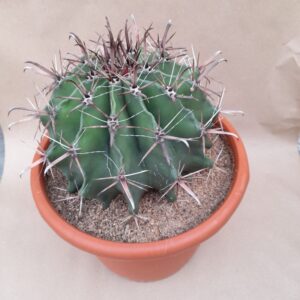 ferocactus horridus pot diam 27cm