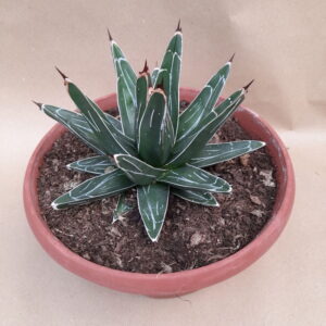 agave victoria reginae brevifolia pot diam 27cm