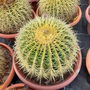 echinocactus grusonii pot diam 40cm