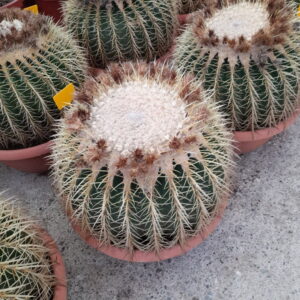 echinocactus grusonii diam 40cm