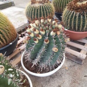 ferocactus horridus diam 40 cm