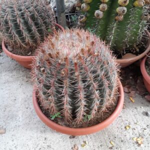 ferocactus stainessii pilosus diam 30 cm