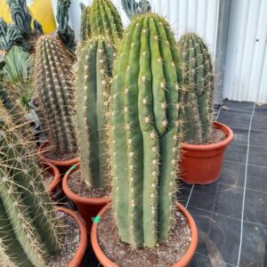 Trichocereus pasacana atachamensis h 70 cm