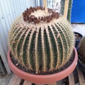 echinocactus grusonii 80cm
