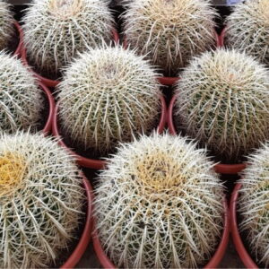 echinocactus grusonii diam 27 cm