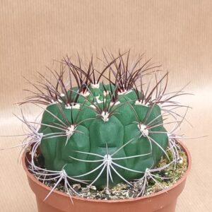 gymnocalycium saglione