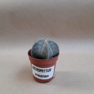 astrophytum myriostigma diam 5.5cm