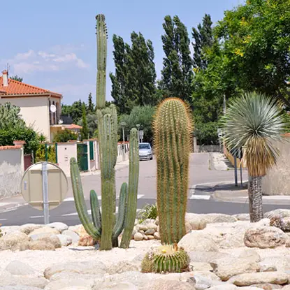 Jardins de cactus