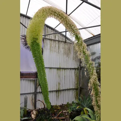 Fleurs de cactus