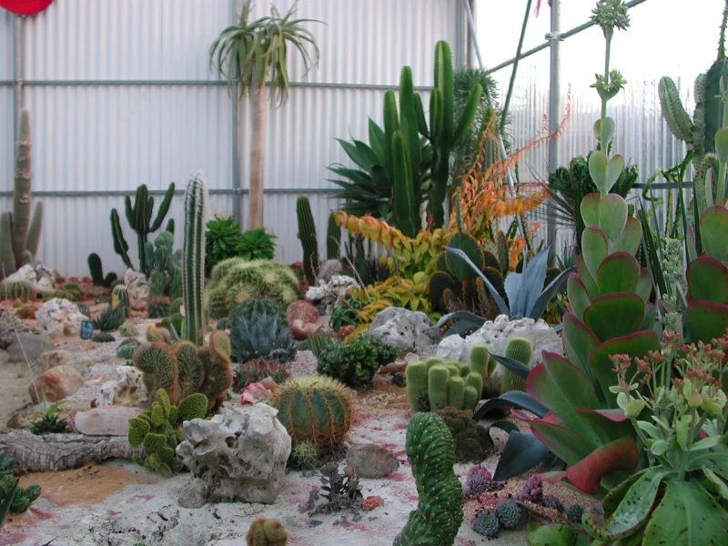 Vente de cactus pour le jardin