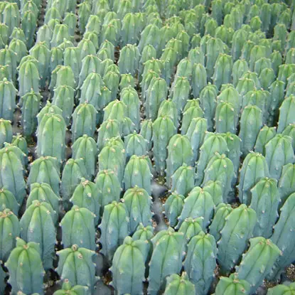 Production de cactus