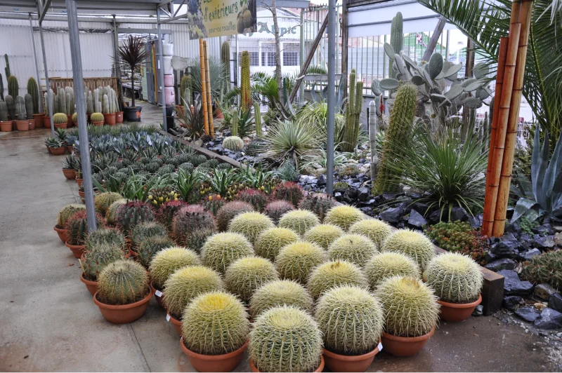 Production de cactus