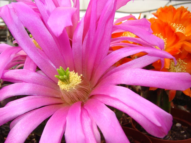 Echinocereus en fleur