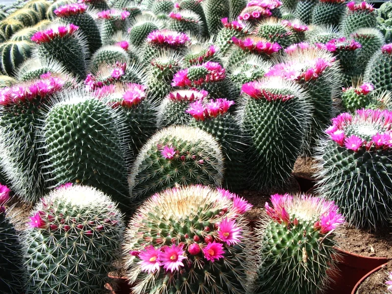 Mammilaria Spinossima
