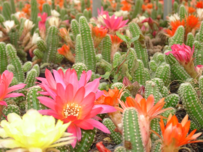 Cactus en fleur